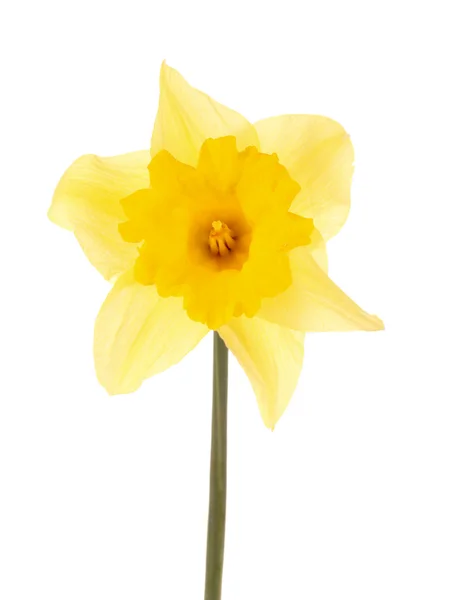 Narcisos amarillos aislados sobre blanco — Foto de Stock