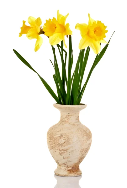 Желтые нарциссы в вазе, изолированной на белом — стоковое фото