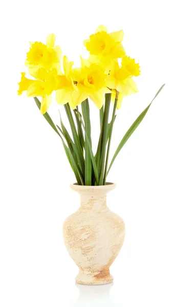 Beyaz izole bir vazoda sarı nergis — Stok fotoğraf