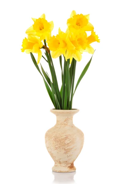 Amarelo narcisos em um vaso isolado em branco — Fotografia de Stock