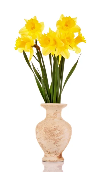 Amarelo narcisos em um vaso isolado em branco — Fotografia de Stock
