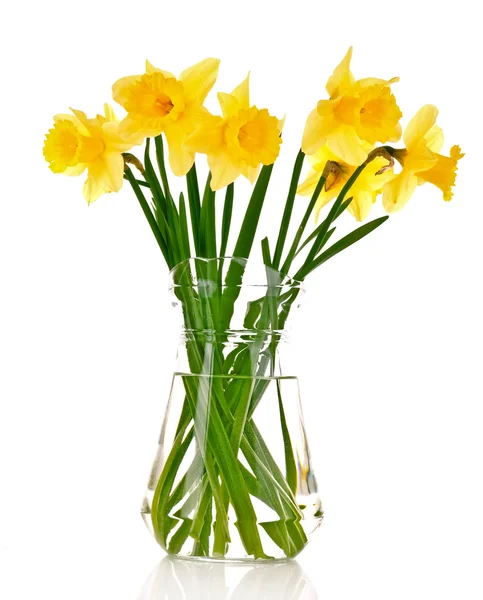 Narcisos amarillos en un jarrón aislado sobre blanco — Foto de Stock