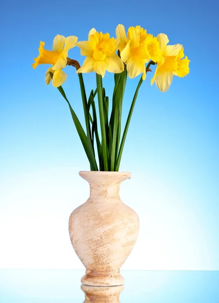 Amarelo narcisos em um vaso no fundo azul — Fotografia de Stock