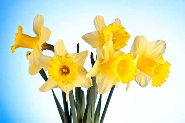 Yellow daffodils on blue background — Stock Photo, Image