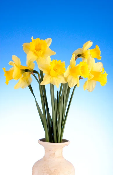 Gele narcissen in een vaas op blauwe achtergrond — Stockfoto