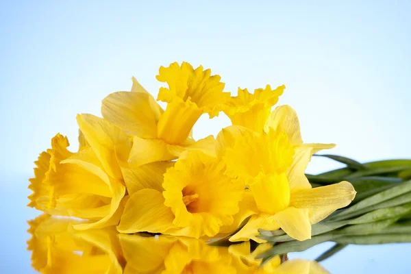 Yellow daffodils on blue background — Stock Photo, Image