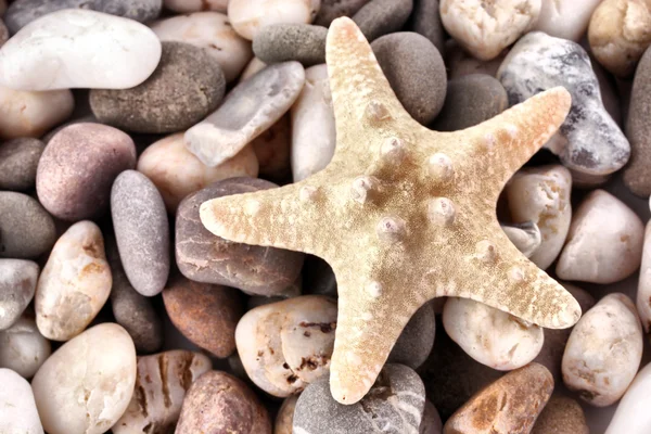 小石の背景に白い seastar — ストック写真