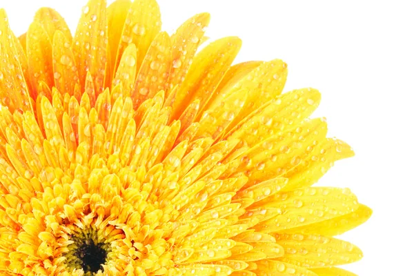 Gerber żółty kwiat na białym tle — Zdjęcie stockowe
