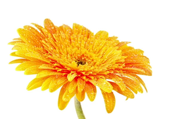 Желтый цветок гербер изолирован на белом — стоковое фото