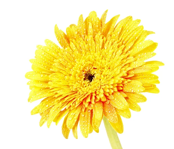 Gerber κίτρινο λουλούδι που απομονώνονται σε λευκό — Φωτογραφία Αρχείου