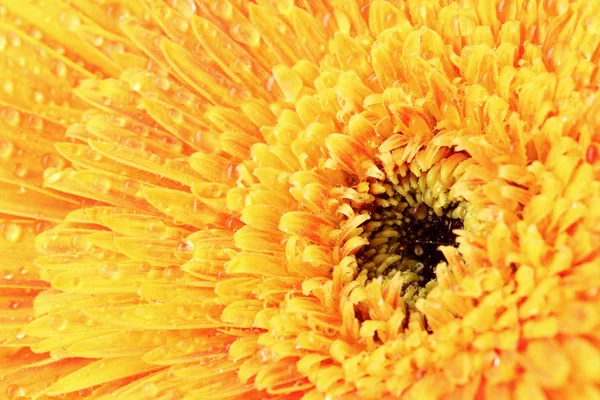 Gerber żółty kwiat zbliżenie — Zdjęcie stockowe
