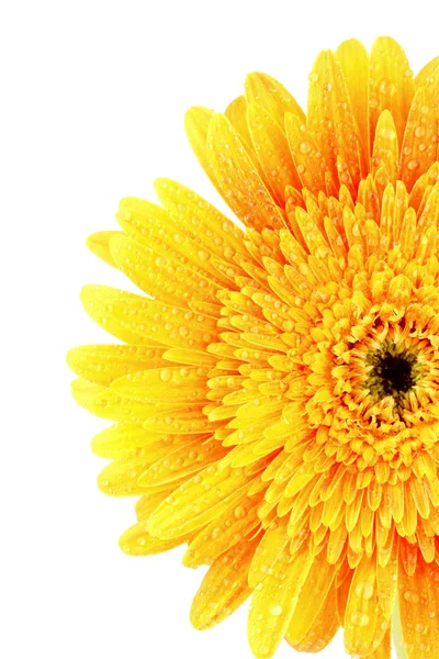 Closeup květina žlutá Gerbera — Stock fotografie