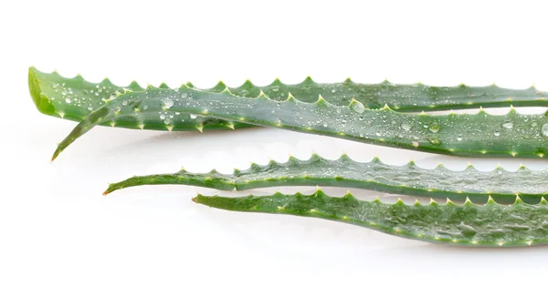 Aloe vera που απομονώνονται σε λευκό — Φωτογραφία Αρχείου