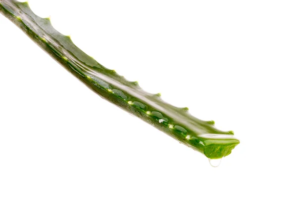 Aloe vera elszigetelt fehér — Stock Fotó