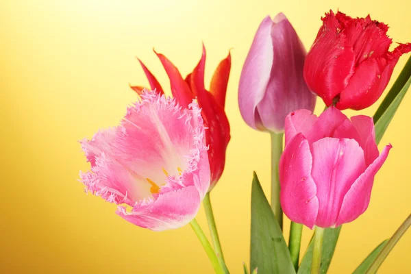 Tulips on yellow background — Stock Photo, Image