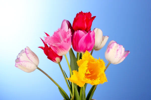 Тюльпани на синьому фоні — стокове фото
