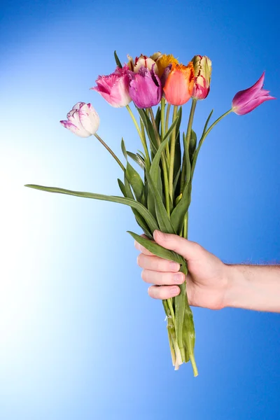 Tulips in hand on blue background — Stock Photo, Image