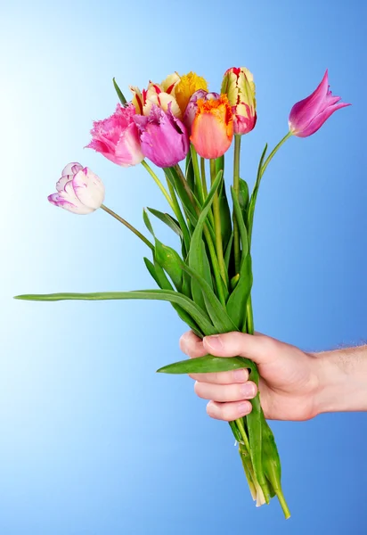 Tulipanes en la mano sobre fondo azul — Foto de Stock