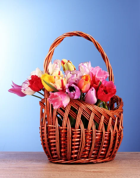 Tulips in basket on blue background — Stock Photo, Image