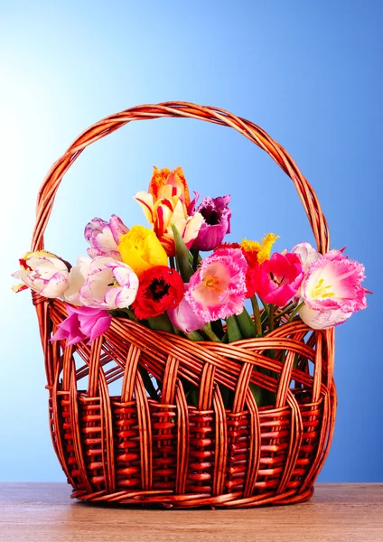 Tulipanes en cesta sobre fondo azul —  Fotos de Stock