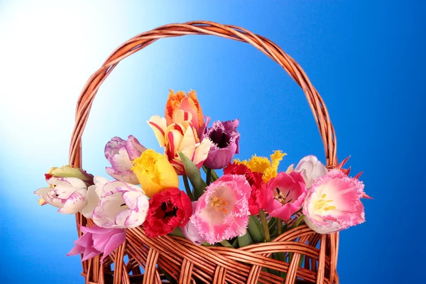 Tulips in basket on blue background — Stock Photo, Image