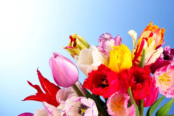 Tulips on blue background — Stock Photo, Image