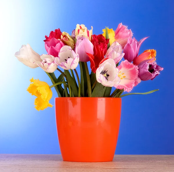 Tulipany w wazonie na niebieskim tle — Zdjęcie stockowe