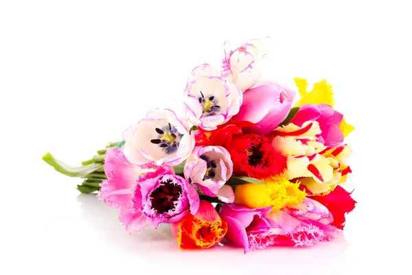 Tulpen geïsoleerd op wit — Stockfoto