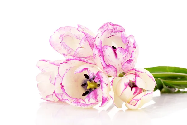 Tulpen isoliert auf weiß — Stockfoto