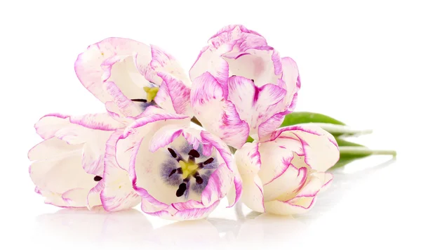 Tulipani isolati su bianco — Foto Stock