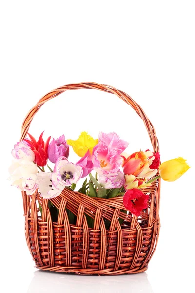 Tulipanes en cesta aislados en blanco — Foto de Stock