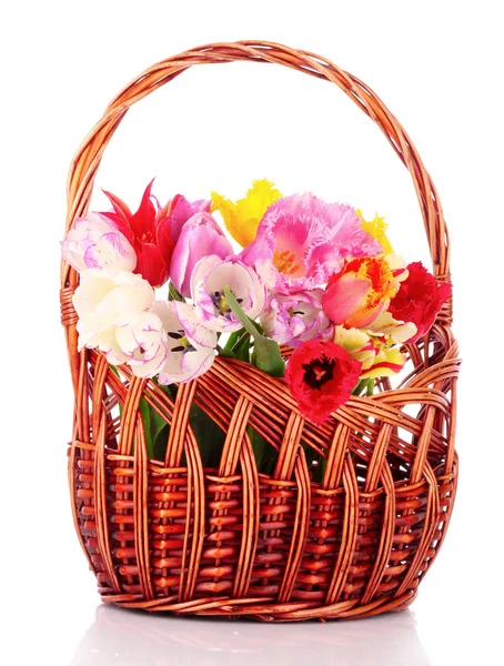 Tulips in basket isolated on white — Stock Photo, Image