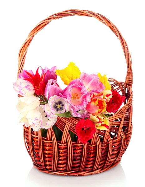 Tulips in basket isolated on white — Stock Photo, Image