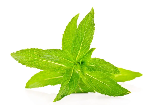 stock image Mint leaves