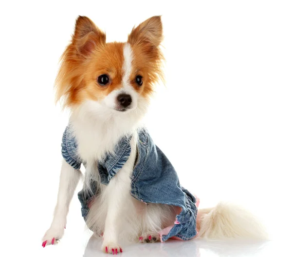 Little dog in jeans dress — Stock Photo, Image