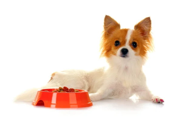 Μικρό σκυλί και γεύμα — Φωτογραφία Αρχείου