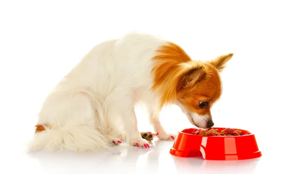 Perro pequeño y comida — Foto de Stock