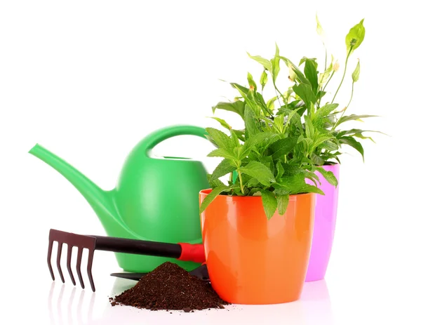 Gardening and plant isolated on a white background — Stock Photo, Image