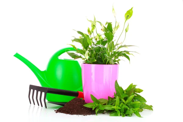 Gardening and plant isolated on a white background — Stock Photo, Image
