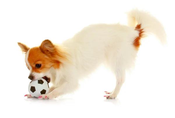 Little dog playing ball — Stock Photo, Image