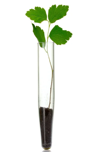 테스트 튜브 및 식물 흰색 절연 — 스톡 사진