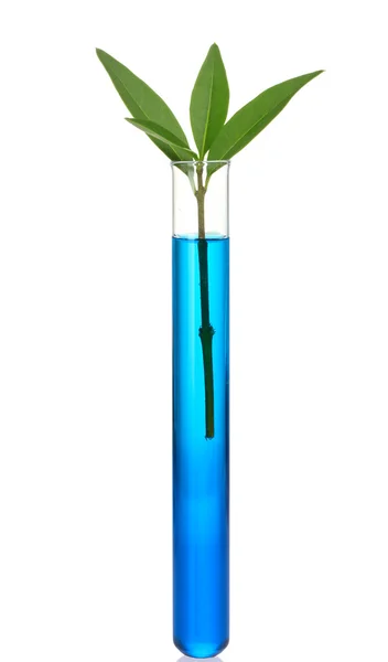 Reagenzglas und Pflanze isoliert auf weiß — Stockfoto