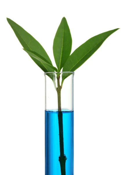 Test tube and plant isolated on white — Stock Photo, Image