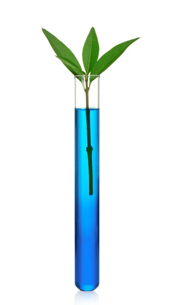 Test tube and plant isolated on white — Stock Photo, Image