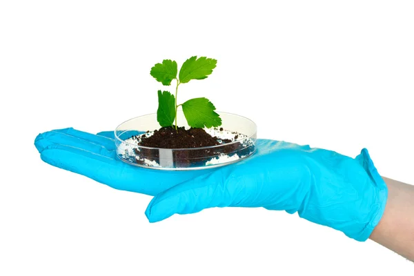 Växt och hand i laboratorium — Stockfoto