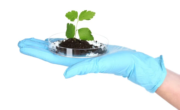 Plant en hand in laboratorium — Stockfoto