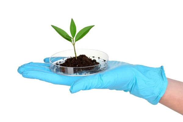 Planta e mão em laboratório — Fotografia de Stock