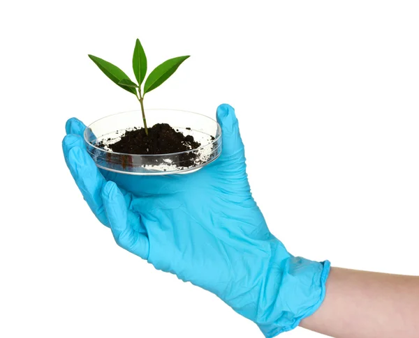 Φυτό και το χέρι στο εργαστήριο — Φωτογραφία Αρχείου