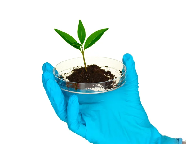 Roślin i ręka w laboratorium — Zdjęcie stockowe