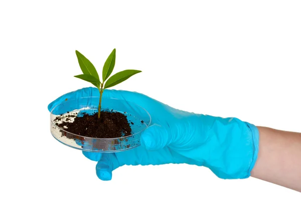 Plant and hand in laboratory — Stock Photo, Image